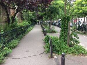 Herbes spontanées sur trottoir boulevard du Montparnasse à Paris