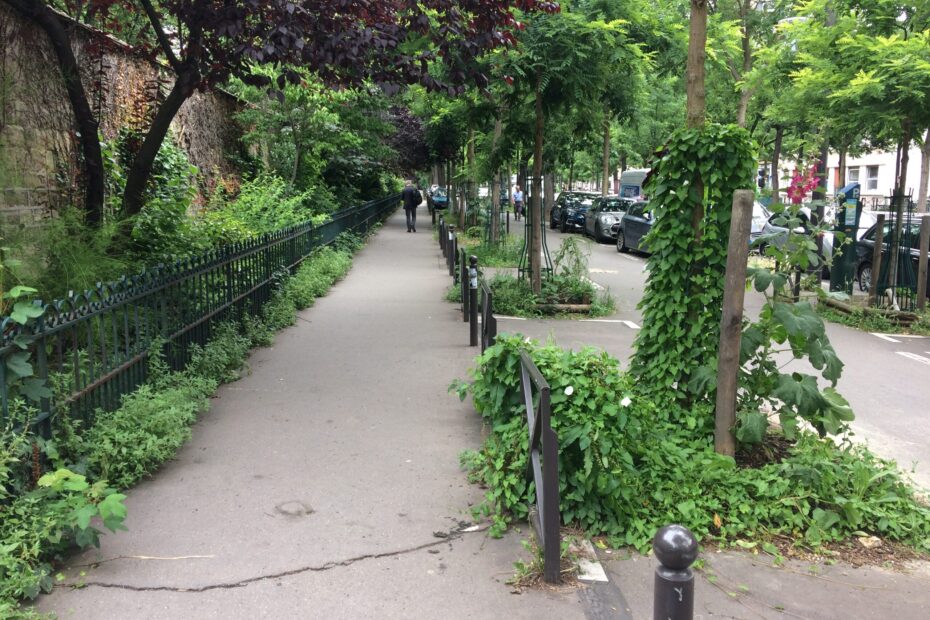 Herbes spontanées sur trottoir boulevard du Montparnasse à Paris